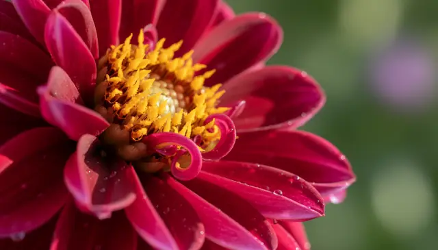 AI HD conversion enhancing macro photo detail with sharp petals and vibrant colors