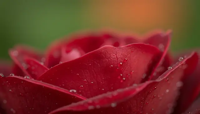 AI image sharpener restoring fine detail in macro flower photograph with crisp focus