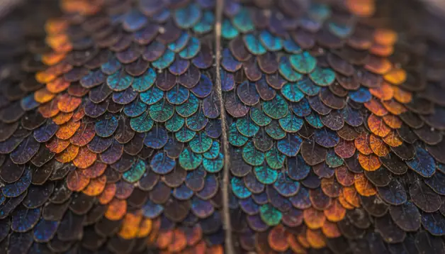 AI image upscaler enhancing macro detail of butterfly wing with higher resolution